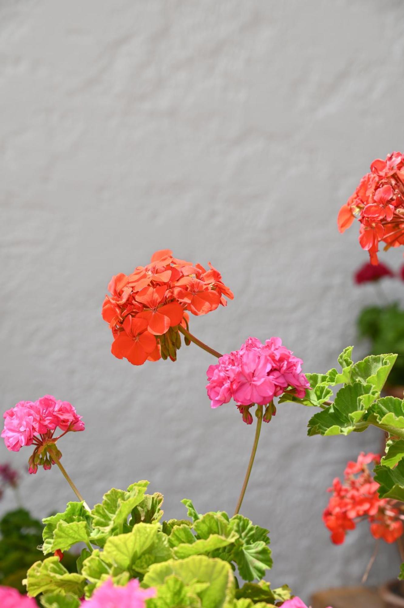 Garden House Xerokampos Apartment เซรอกัมโบส ภายนอก รูปภาพ